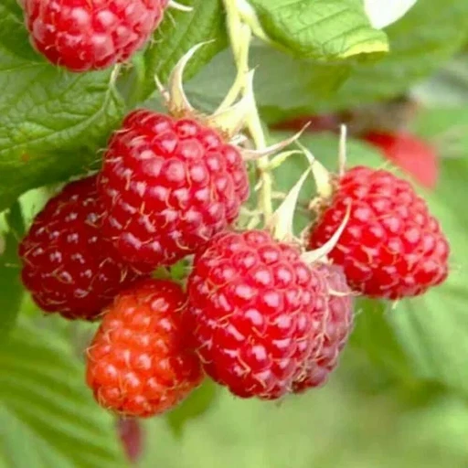 Ежемалина Ред Даймонд