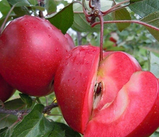 Яблоня Редлав Калипсо