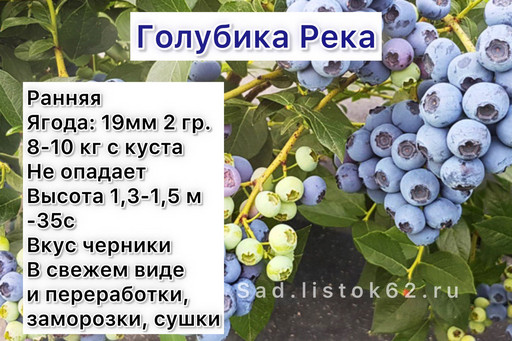 Голубика Река 2 год 1,5 л