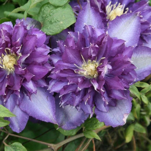 Клематис РОЯЛТИ ОКС Клематис РОЯЛТИ ОКС