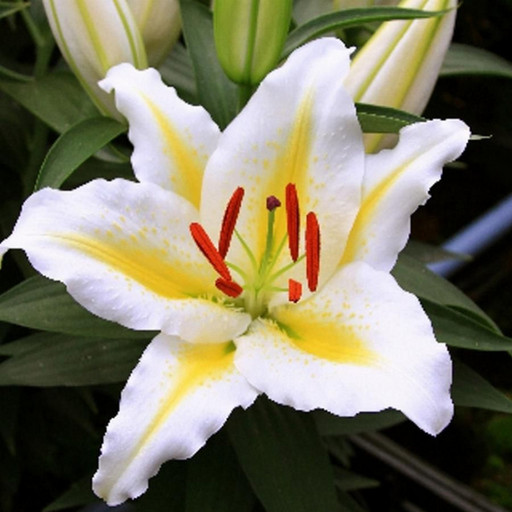 Лилия ГОЛДЕН РОМАНС