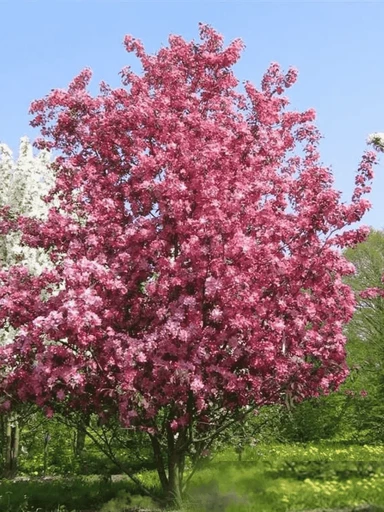 Яблоня Декоративная Рудольф Яблоня Декоративная Рудольф