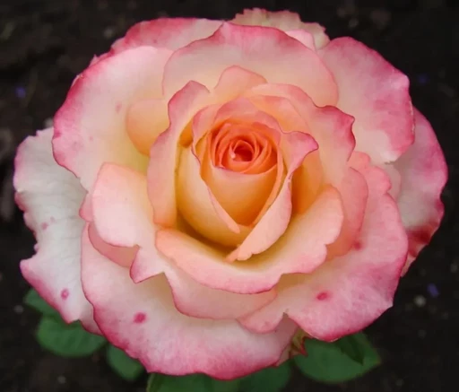 Роза Дуэт ОКС Роза Дуэт ОКС