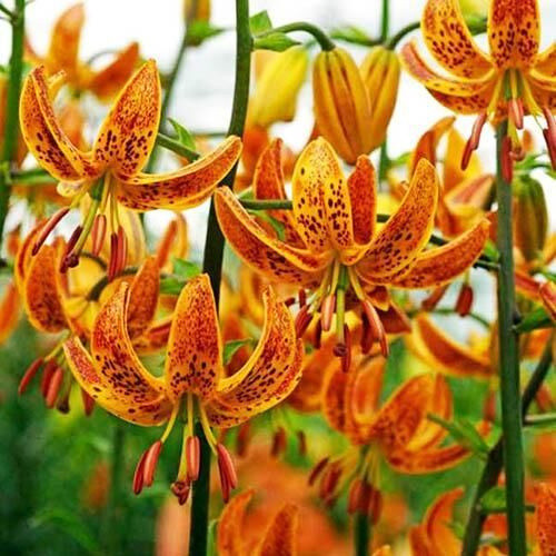 Лилия САННИ МОРНИНГ высота 120-160см