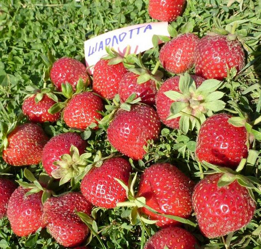 Клубника Шарлотта ранняя Клубника Шарлотта ранняя