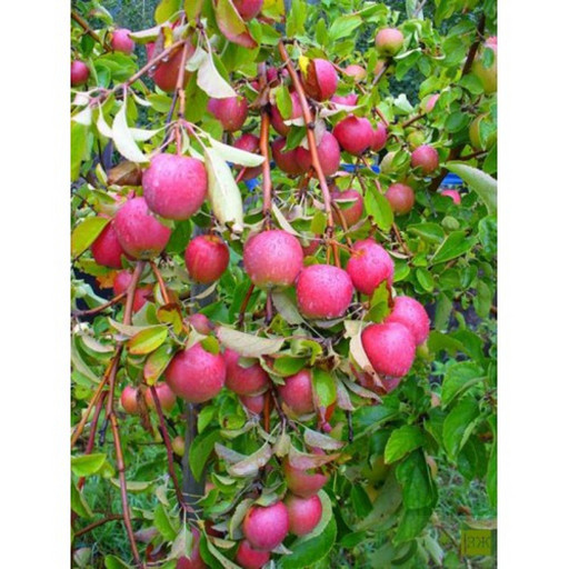 Яблоня Анис Алый