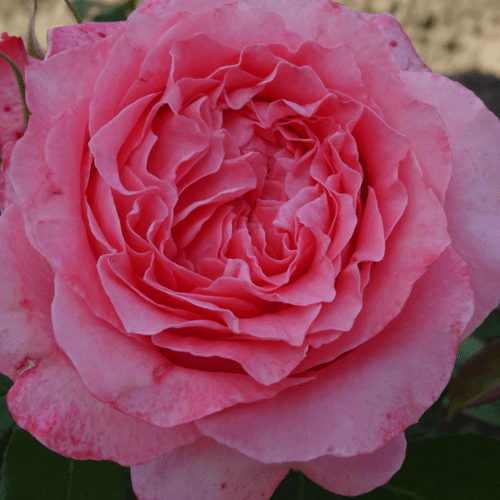 Роза Корона ОКС Роза Корона ОКС