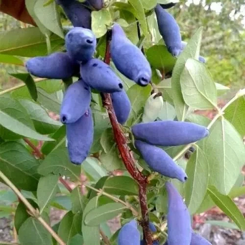 Жимолость Сельгинка Р9