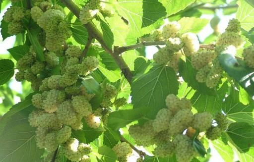 Шелковица (тутовник) Белая