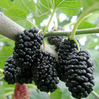 Шелковица (Тутовник) Черная