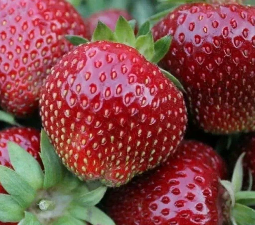 Клубника Сеншейшин