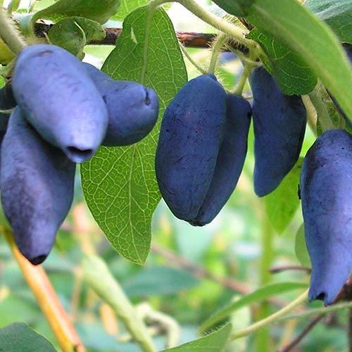 Жимолость Сердце гиганта Канадская С3