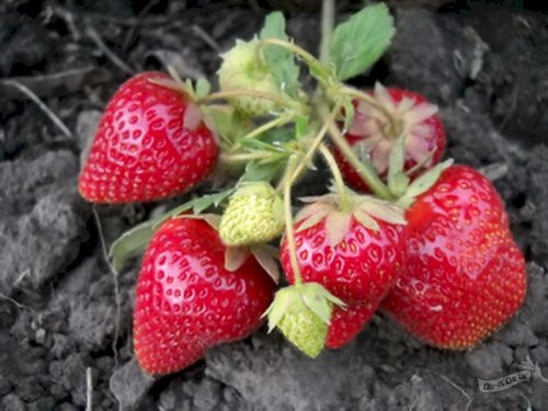 Клубника Сирия ранняя Клубника Сирия ранняя