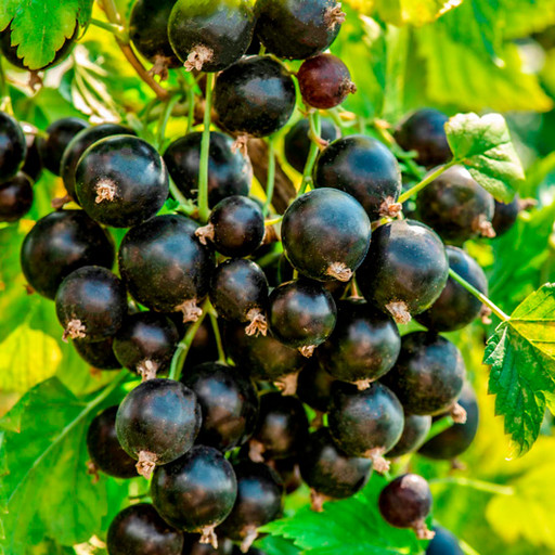 Смородина черная Ядреная ОКС