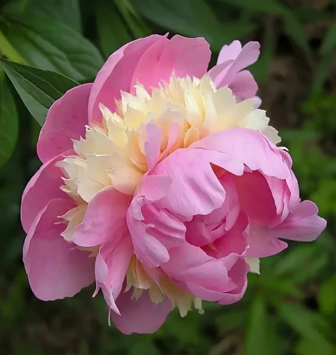 Пион СОРБЕТ