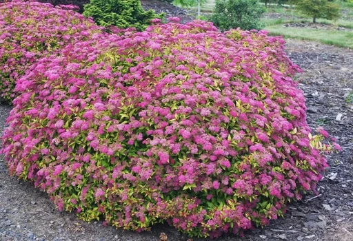 Спирея Энтони Ватерери Спирея Энтони Ватерери