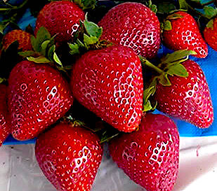 Клубника Моллинг Сентчери Клубника Моллинг Сентчери