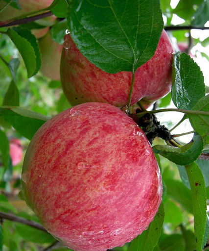 Яблоня Штрифлинг Сладкий подвой