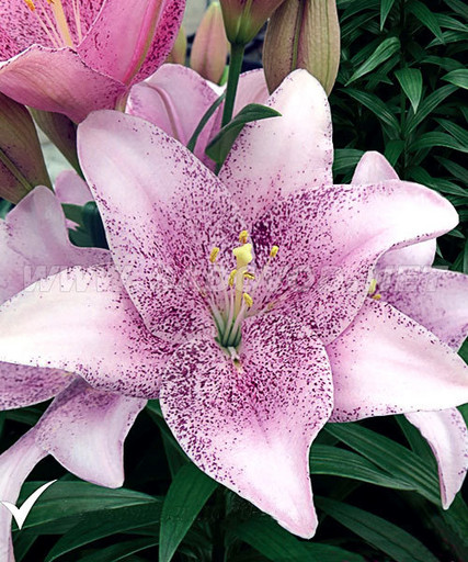 Лилия СВИТ ШУГАР