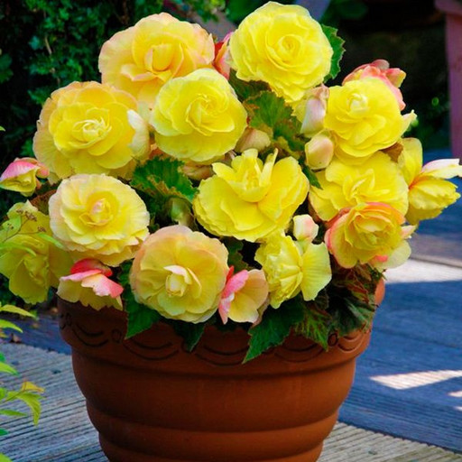 Бегония СУПЕРБА ЖЕЛТАЯ