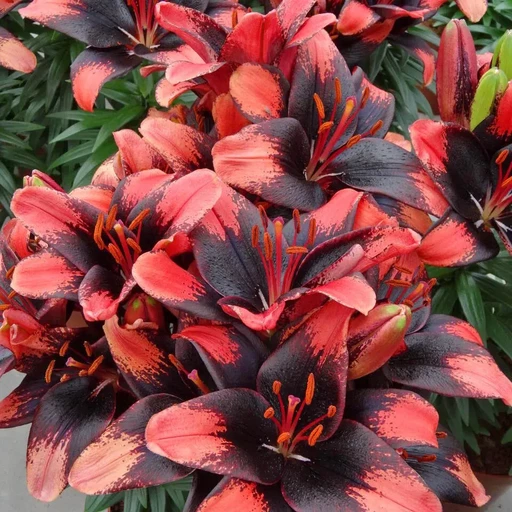 Лилия ТАЙНИ ШЭДОУ