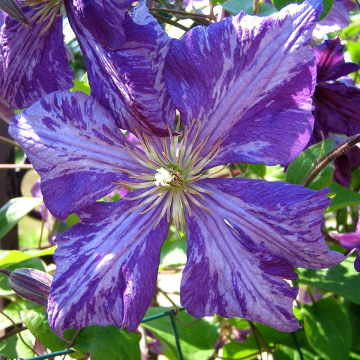 Клематис ТАЙ ДАЙ ОКС