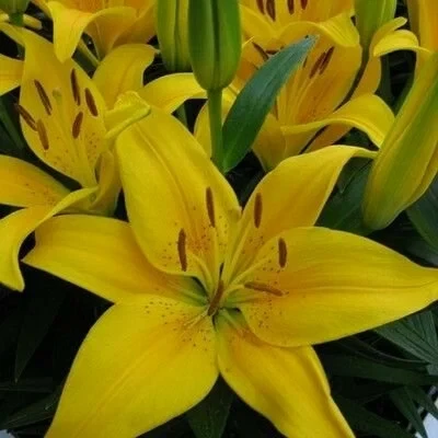 Лилия ТАЙНИ БИ