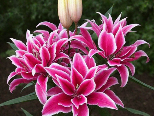 Лилия ROSELILY ТАЛИССА