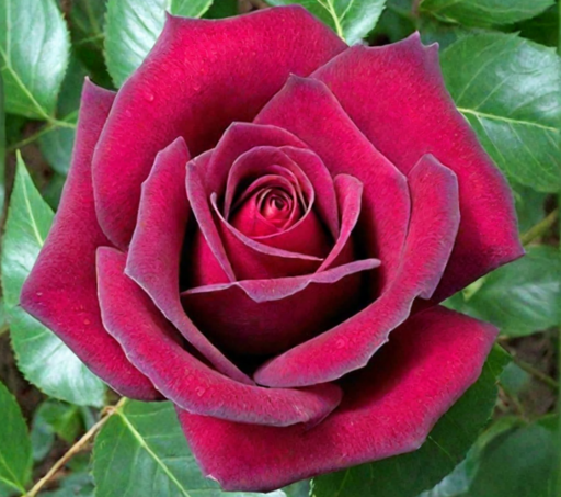 Роза Блэк Баккара ОКС