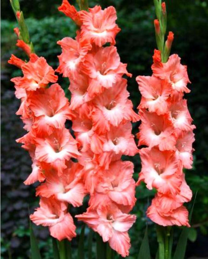 Гладиолус ТОМСК