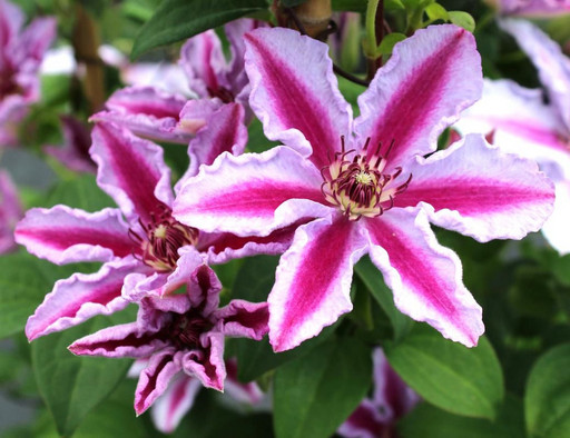 Клематис ТЮДОР ОКС Клематис ТЮДОР ОКС