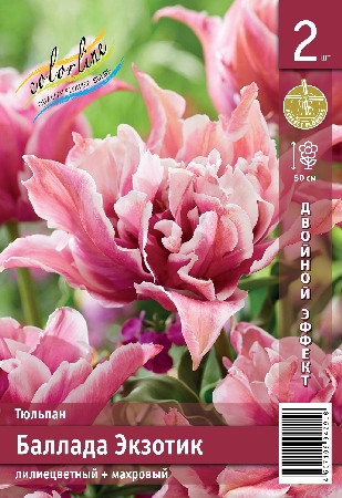 Тюльпан Баллада Экзотик махровый лилиецветный