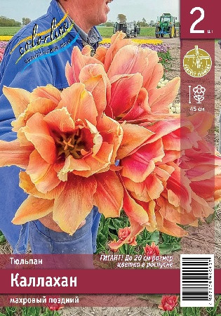 Тюльпан Каллахан поздний махровый огромный