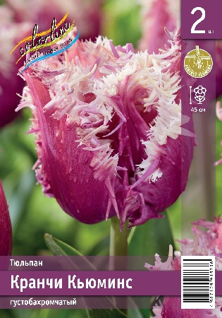 Тюльпан Кранчи Кьюминс густобахромчатый