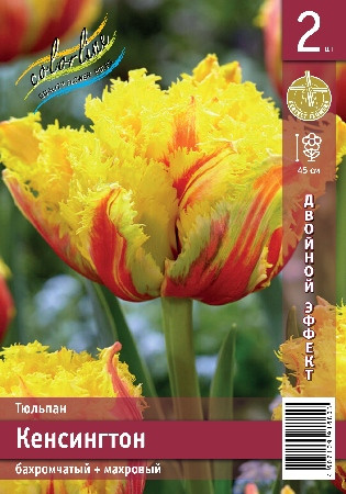 Тюльпан Кенсингтон махровый бахромчатый
