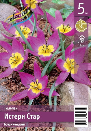 Тюльпан Истерн Стар низкий