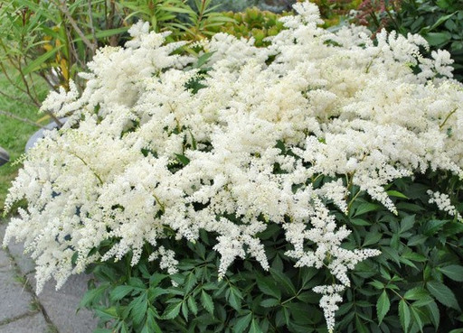 Астильба УАЙТ