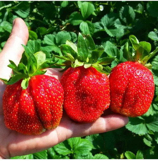 Клубника Юния Смайдс ранняя