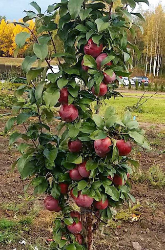 Яблоня колоновидная Валюта