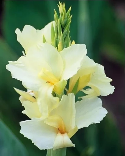 Канна (зелен) ВАНИЛИЯ КРЕМ