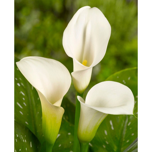 Калла КАПИТАН ВЕНТУРА Калла КАПИТАН ВЕНТУРА