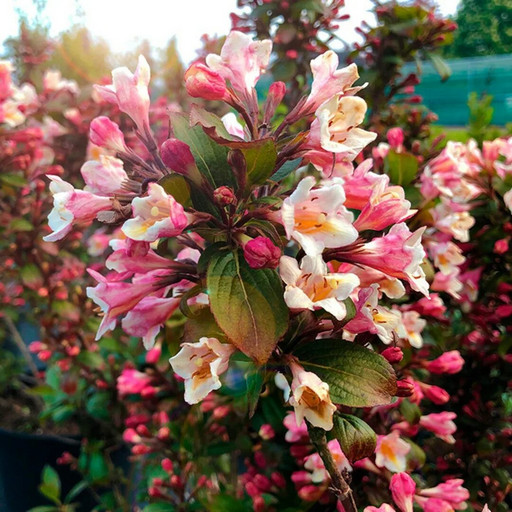 Вейгела Винтаж Лав Р9