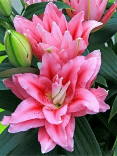 Лилия ROSELILY ВИОЛА