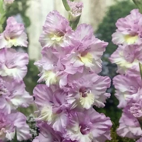 Гладиолус ВЛАДИВОСТОК