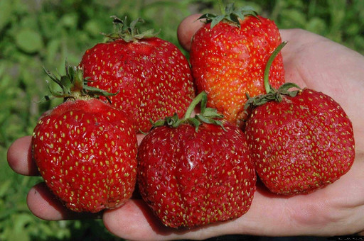 Клубника Зефир ранняя Клубника Зефир ранняя