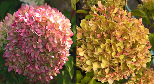 Гортензия метельчатая Жемчужина фестиваля С3 Hydrangea pan. Perle de Festival