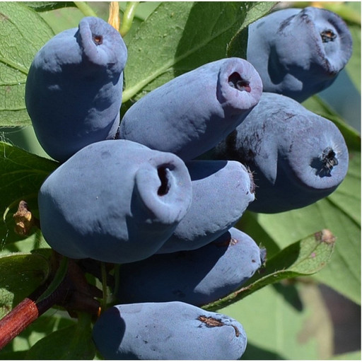 Жимолость Аврора Канадская ОКС