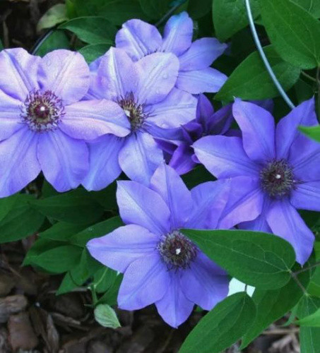 Клематис ГИБРИД ЗИБОЛДА ОКС Клематис ГИБРИД ЗИБОЛДА ОКС