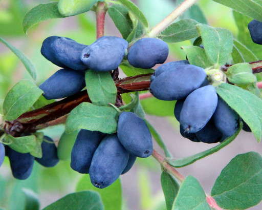 Жимолость Медовая Пчёлка Канадская Р9