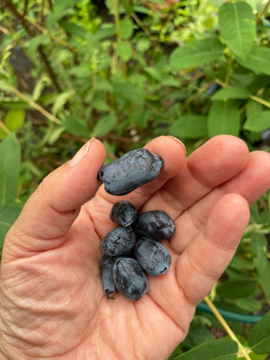 Жимолость "Boreal Beauty PBR" (Северная Красавица) Канадская С3